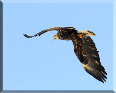 The Immature American Bald Eagle Flying Almost Overhead