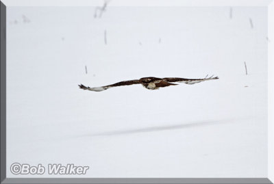 The Red-tail Hawk Departs From Our View