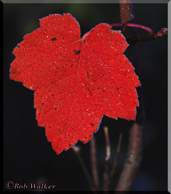A Beautiful Frosted Red Leaf