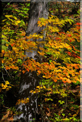 Fall Foliage In Algonquin 2012