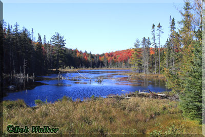 An Algonquin Fall Scenic Captured From Along The Corridor Highway