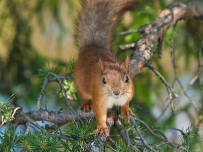 red_squirrel
