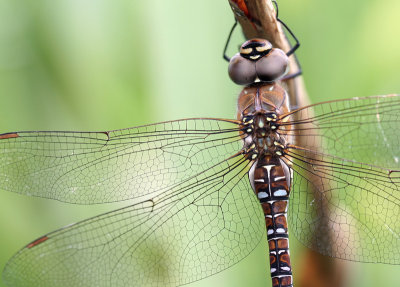 paardenbijter/ dragonfly