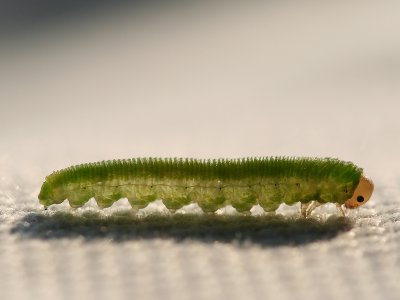 caterpillar in backlight