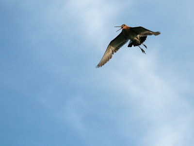 grutto-godwit