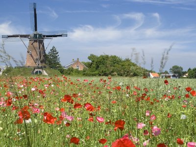 flowers and the mill of Cadzand