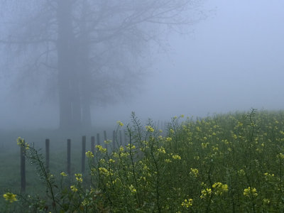 three in the fog
