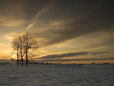 three in winter