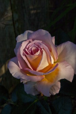 Bicolor Rose