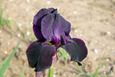 Black Iris-2