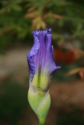 Light Blue over Blue Iris-1