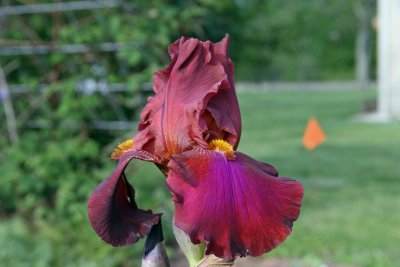 Crimson Iris