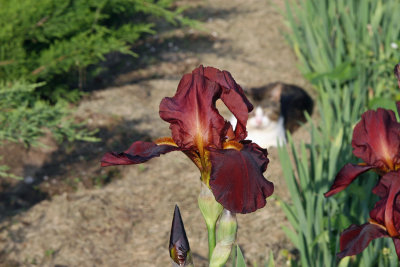 Crimsom Iris-2