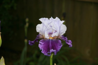 Light Blue over Lavender Iris
