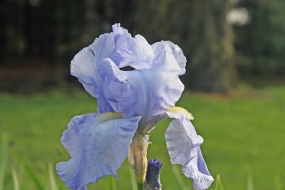 Light Blue Iris-2