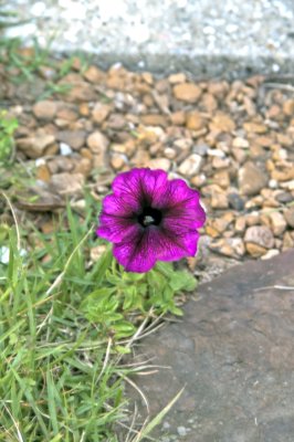 Volunteer Purple Petunia