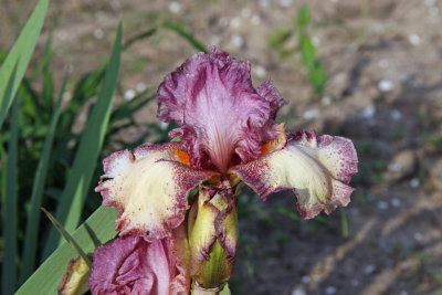 Everblooming Pink & Cream Iris