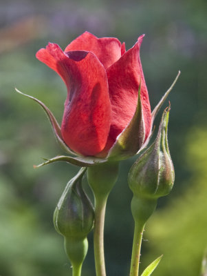 Rosebud Red
