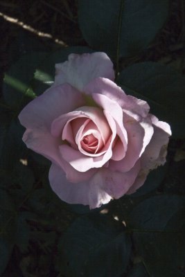 Violet Rose