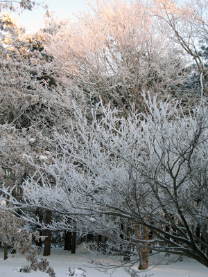 Frozen Fog at Sunrise