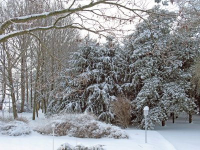 Snowy Woods