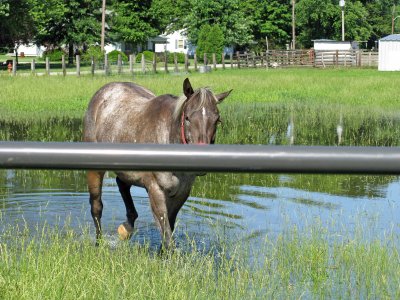 Neighbor's Horse - SW Corner of Town