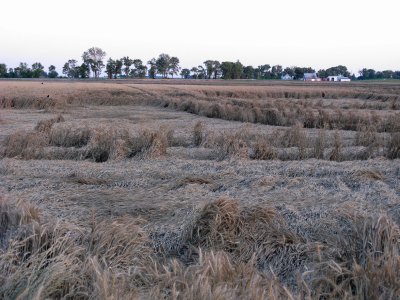 Destroyed Wheat Field
