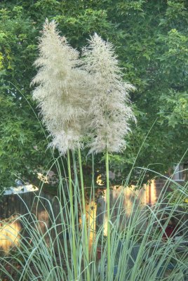 Ornatmental Grass