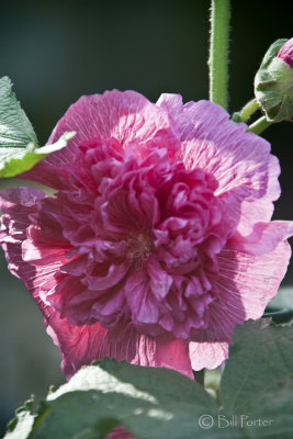 Hollyhock 2010 Front View