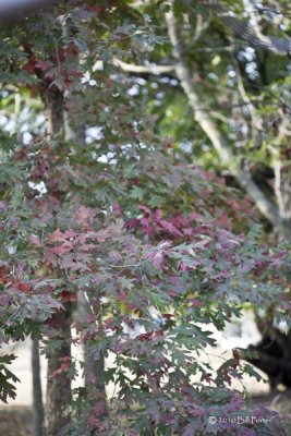 Oak Leaves