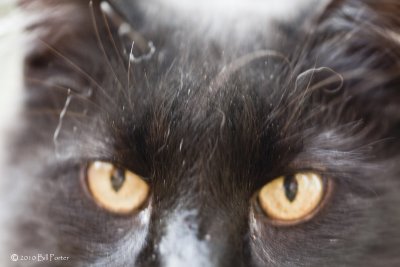 Tom Up Close