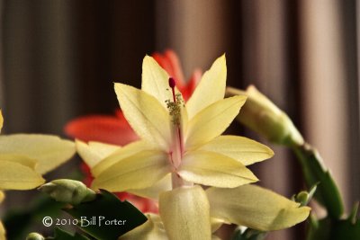 More blossoms from yellow cactus plants as we are nearing Christmas time.