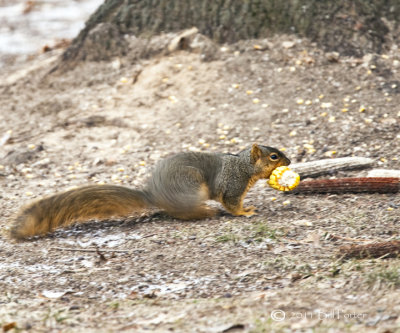 Squirrels & their Homes