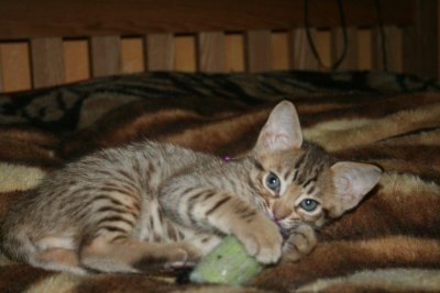 playful