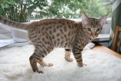 SE*PartyCat's Glenfarclas OCI b24