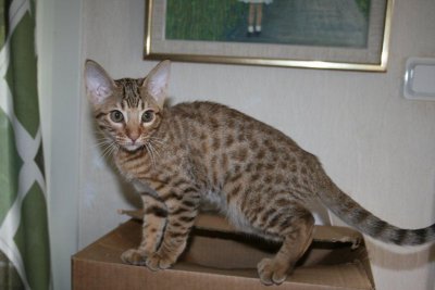 SE*PartyCat's Glenfarclas OCI b24