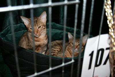 SE*PartyCat's Glenfarclas and SE*PartyCat's Glenfiddich in the show cage