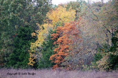Fall Colors