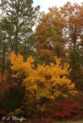 Fall Color