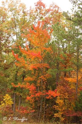 Fall Color