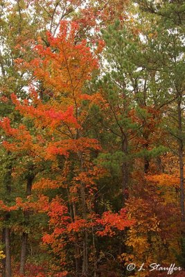Fall Color