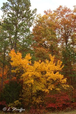 Fall Color