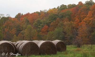 Round Bales and Fall Color