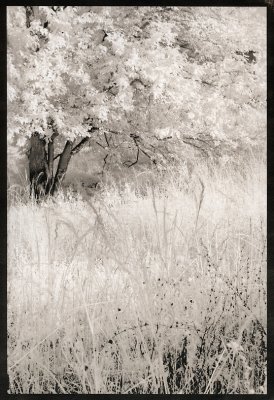 Greenway in Brown