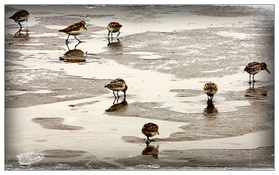 Sandpiper Migration