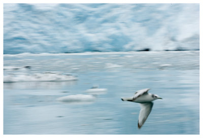 Gull and Glacier