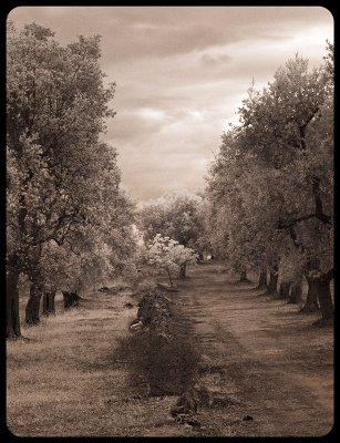 Olive Grove, Italy