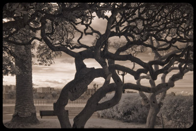 Trees of Otoranto