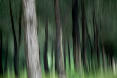 Trees in the trulli forest
