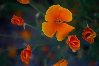 Flowers along the Canal